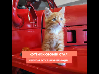 kitten ogonyok became a member of the fire brigade