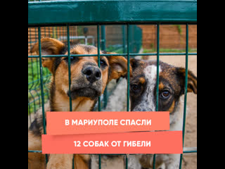 12 dogs rescued from death in mariupol