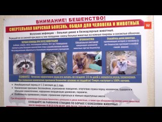 mobile point of animal vaccination against rabies will be opened in vyborg